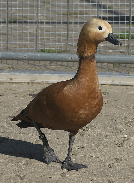 在后期实现